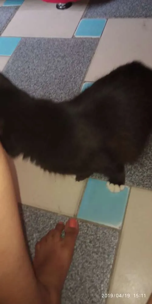 Gato raça Não definida idade 2 anos nome Lulu