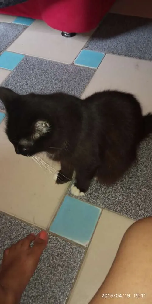 Gato raça Não definida idade 2 anos nome Lulu