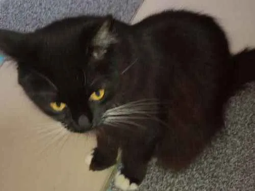 Gato raça Não definida idade 2 anos nome Lulu