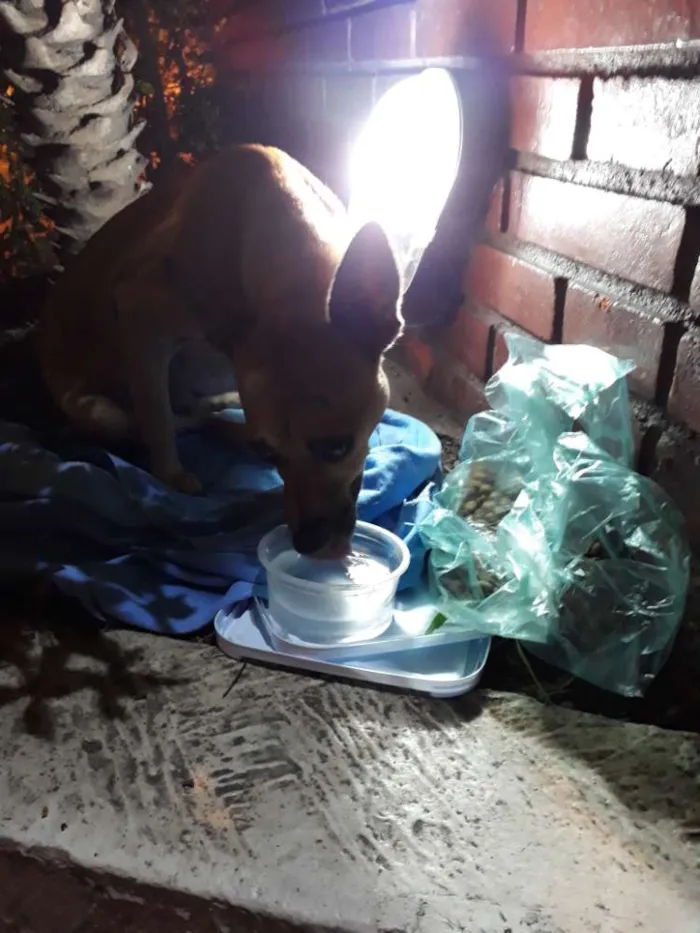 Cachorro ra a Misturado  idade 4 anos nome Não sei.abandonado