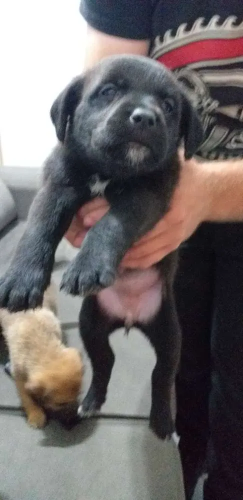 Cachorro ra a Srd idade Abaixo de 2 meses nome Sem nome