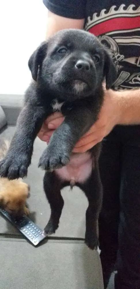 Cachorro ra a Srd idade Abaixo de 2 meses nome Sem nome