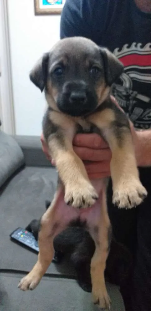 Cachorro ra a Srd idade Abaixo de 2 meses nome Sem nome