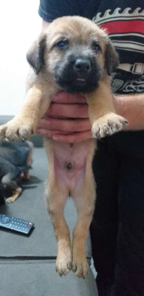 Cachorro ra a Srd idade Abaixo de 2 meses nome Sem nome