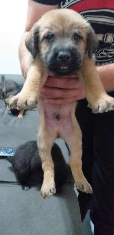 Cachorro ra a Srd idade Abaixo de 2 meses nome Sem nome