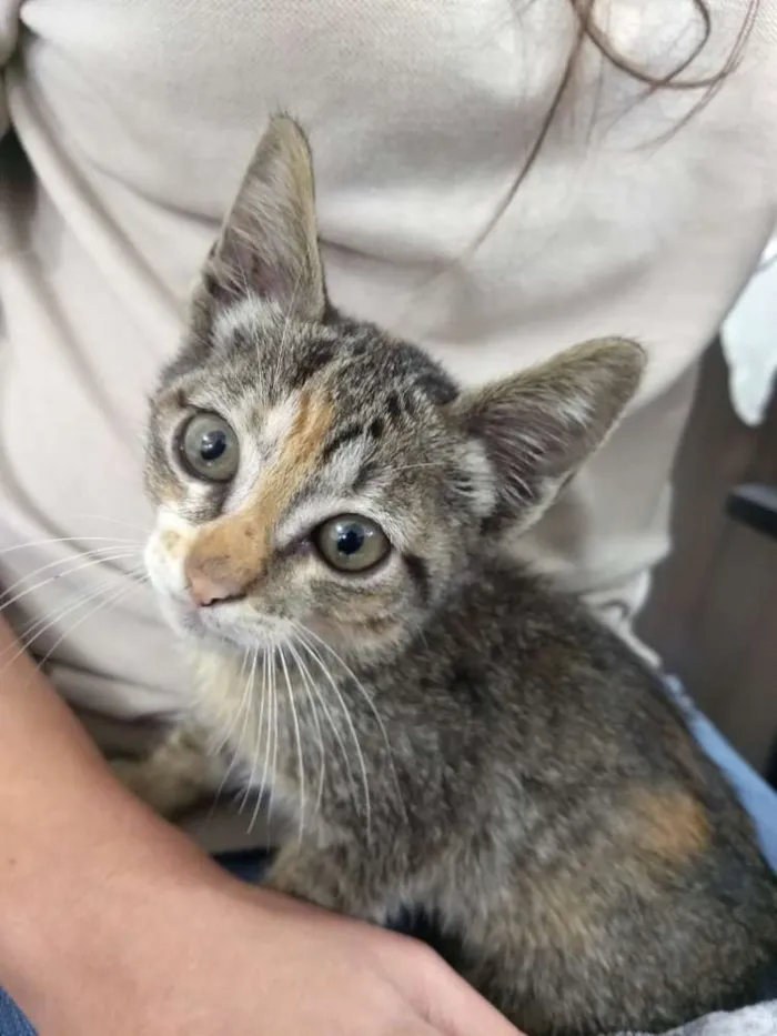 Gato raça Vira lata idade 2 a 6 meses nome Sem nome