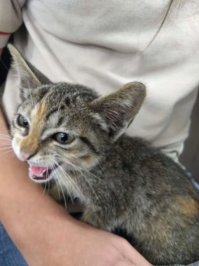 Gato raça Vira lata idade 2 a 6 meses nome Sem nome