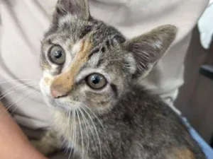 Gato raça Vira lata idade 2 a 6 meses nome Sem nome