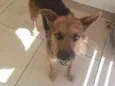Mel