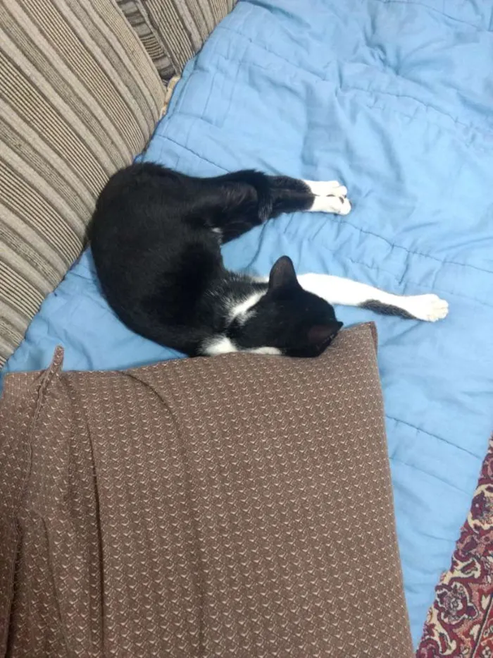 Gato ra a Srd idade 2 a 6 meses nome Dollynho