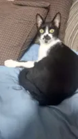 Dollynho