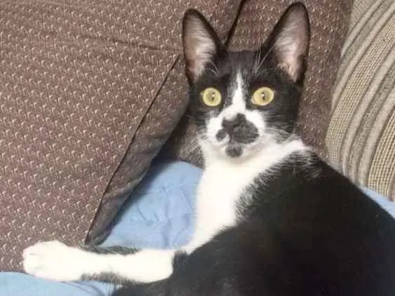 Gato ra a Srd idade 2 a 6 meses nome Dollynho