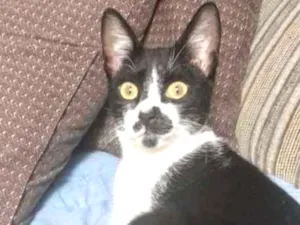 Gato raça Srd idade 2 a 6 meses nome Dollynho