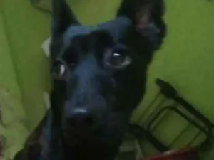 Cachorro raça Vira lata idade 2 anos nome Lola