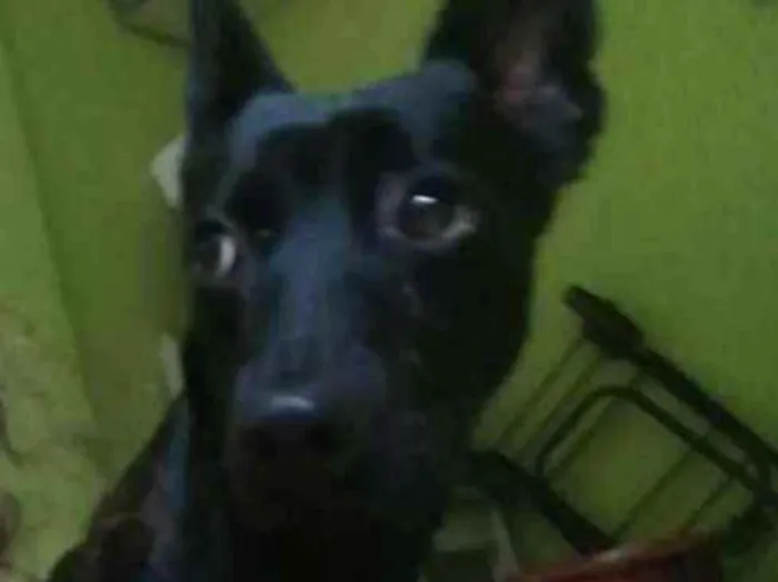 Cachorro ra a Vira lata idade 2 anos nome Lola