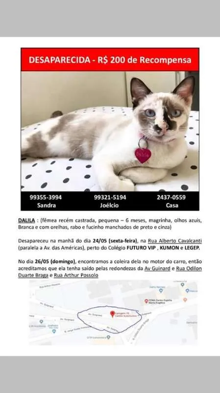 Gato ra a Vira-lata idade 2 a 6 meses nome Dalila GRATIFICA