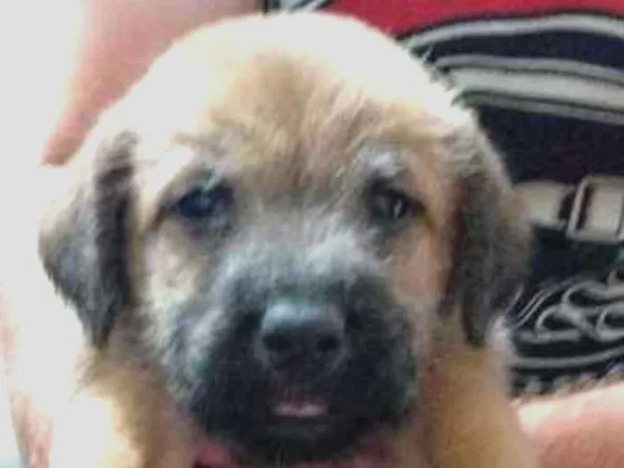 Cachorro ra a Srd idade Abaixo de 2 meses nome Sem nome