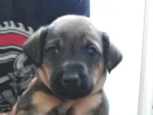 Cachorro raça Srd idade Abaixo de 2 meses nome Sem nome