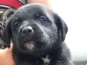 Cachorro raça Srd idade Abaixo de 2 meses nome Sem nome