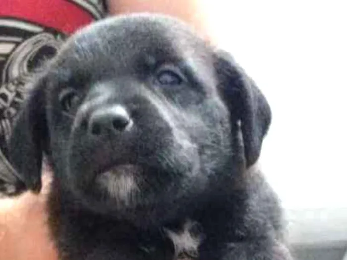 Cachorro ra a Srd idade Abaixo de 2 meses nome Sem nome