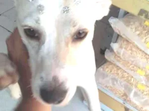 Cachorro raça Srd idade 2 anos nome Mel
