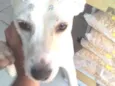 Mel