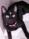Tekila