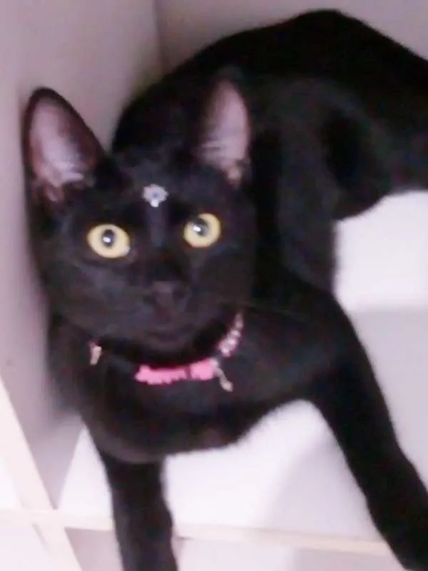 Gato ra a srd idade 2 a 6 meses nome Tekila
