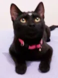 Tekila