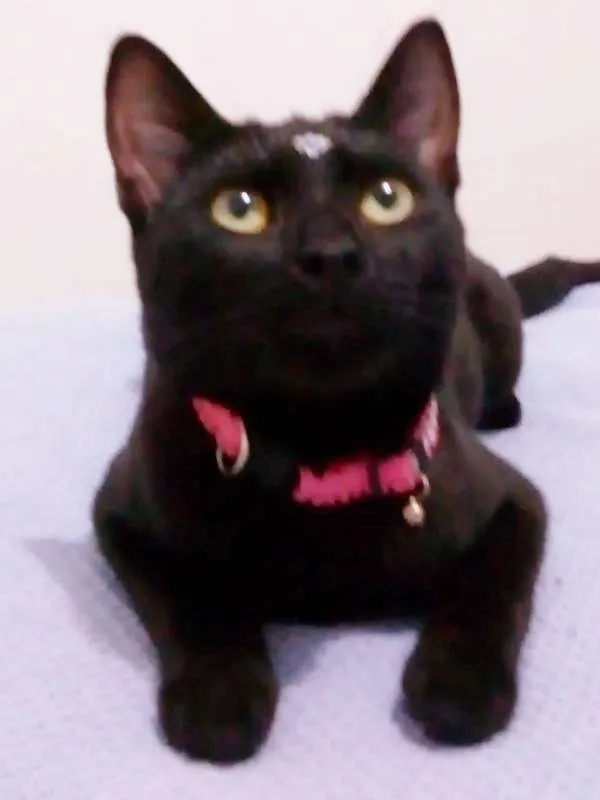 Gato ra a srd idade 2 a 6 meses nome Tekila