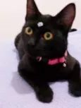 Tekila