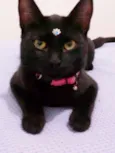 Tekila