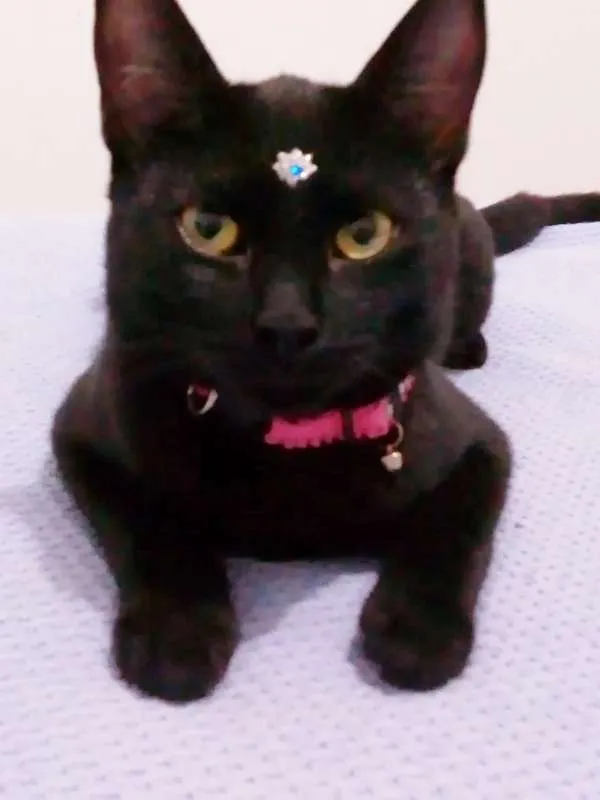 Gato ra a srd idade 2 a 6 meses nome Tekila