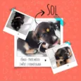 Cachorro raça srd idade 2 a 6 meses nome sol