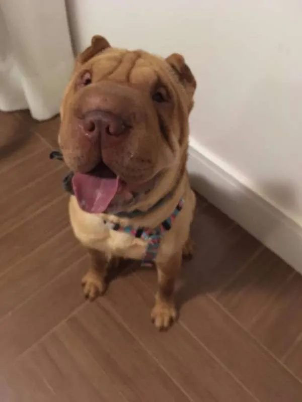 Cachorro ra a Shar Pei idade 1 ano nome SERENA