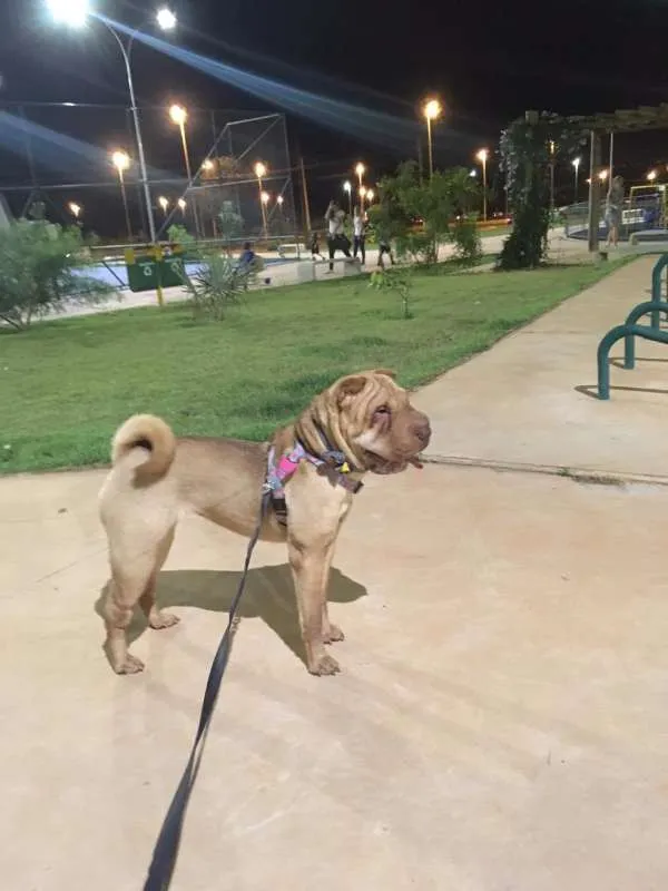 Cachorro ra a Shar Pei idade 1 ano nome SERENA