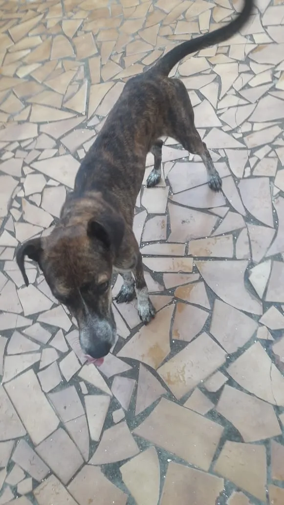 Cachorro ra a Lavrador idade  nome Betovem