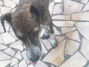 Cachorro raça Lavrador idade  nome Betovem