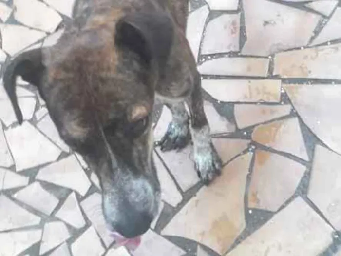 Cachorro ra a Lavrador idade  nome Betovem