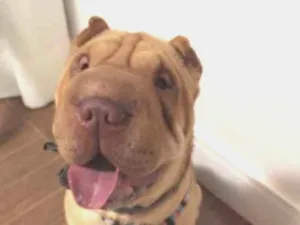 Cachorro raça Shar Pei idade 1 ano nome SERENA