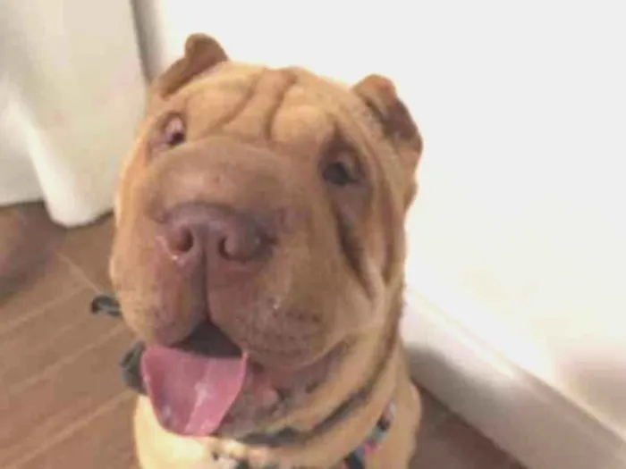 Cachorro ra a Shar Pei idade 1 ano nome SERENA