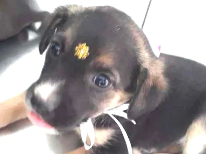 Cachorro raça srd idade 2 a 6 meses nome sol