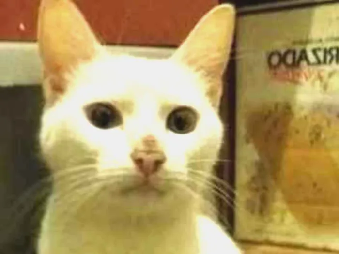 Gato ra a  idade 2 anos nome Nuvem