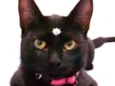 Tekila