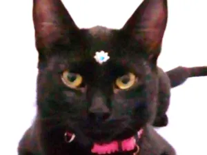 Gato raça srd idade 2 a 6 meses nome Tekila