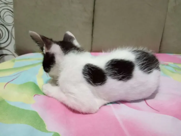 Gato raça  idade Abaixo de 2 meses nome Sem nome