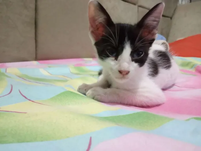 Gato raça  idade Abaixo de 2 meses nome Sem nome