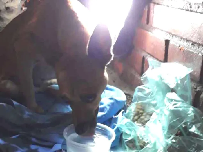 Cachorro ra a Misturado  idade 4 anos nome Não sei.abandonado