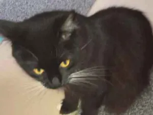 Gato raça Não definida idade 2 anos nome Lulu