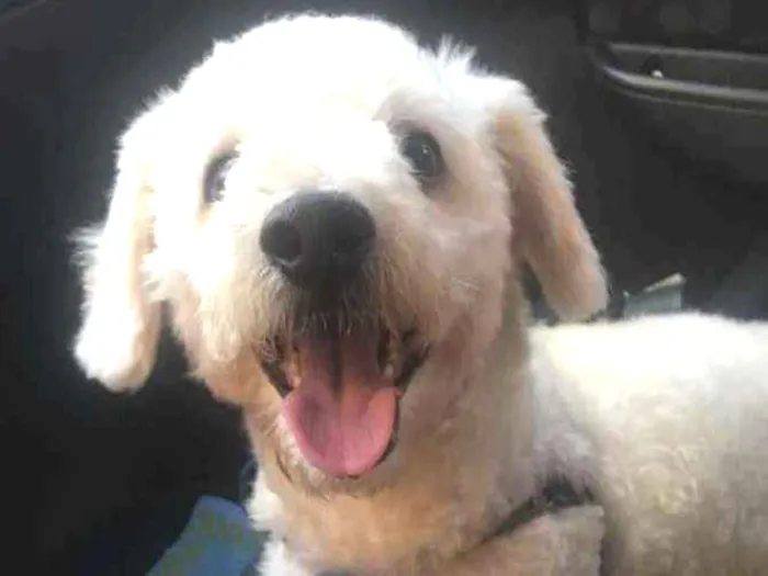 Cachorro ra a Poodle idade 1 ano nome Timão